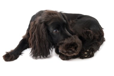 siyah cocker spaniel