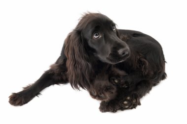 siyah cocker spaniel