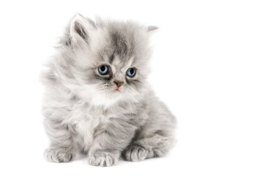 Beyaz üzerine Farsça kedi yavrusu