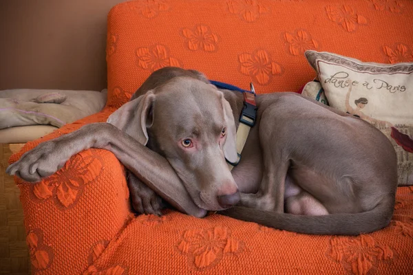 Sød weimaraner hund - Stock-foto