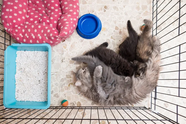 Милий Перська кошенят і кішки — стокове фото