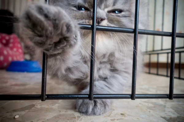 Милый персидский котенок — стоковое фото