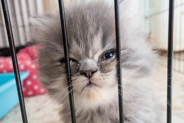 Gatinho persa bonito — Fotografia de Stock