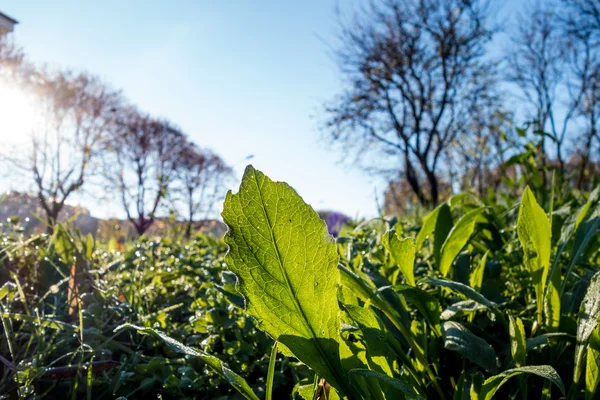Folhas verdes em primeiro plano — Fotografia de Stock
