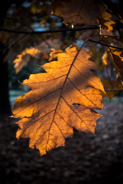 Bruin Herfstbladeren — Stockfoto