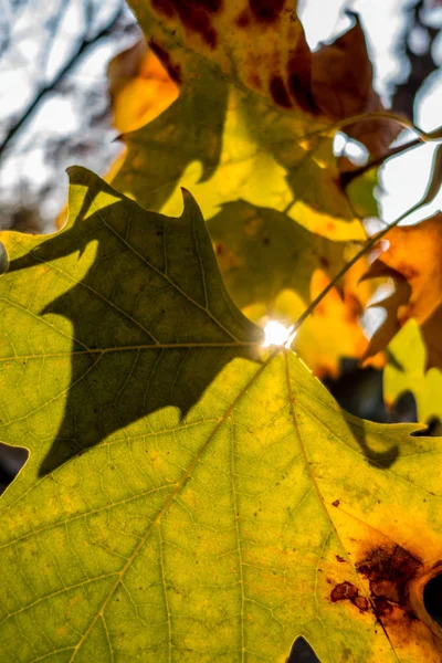 Groen herfstbladeren geel — Stockfoto