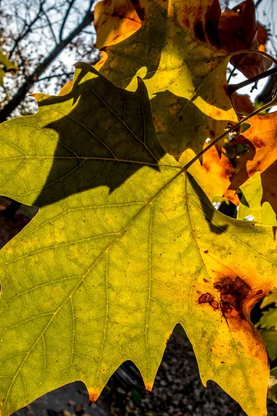 Groen herfstbladeren geel — Stockfoto