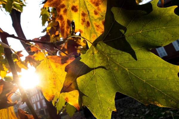 Groen herfstbladeren geel — Stockfoto