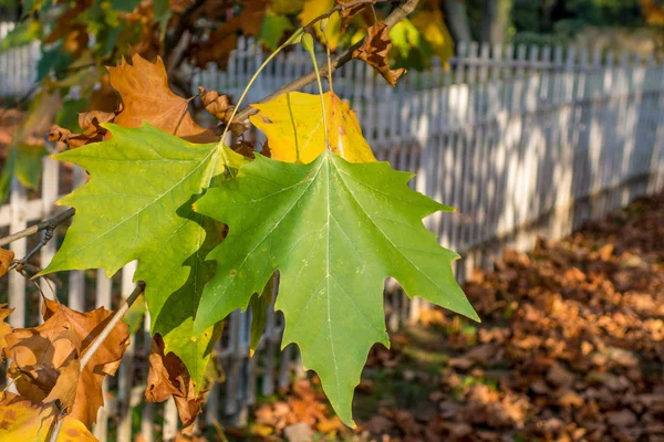 Groen herfstbladeren geel — Stockfoto