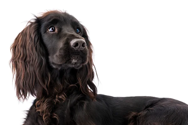 Preto cocker spaniel — Fotografia de Stock