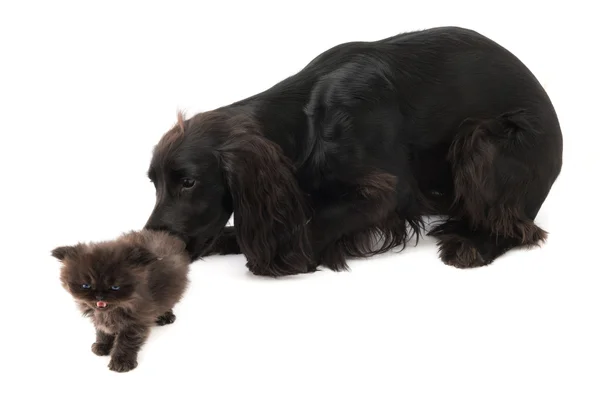 Adorável cão e gatinho — Fotografia de Stock