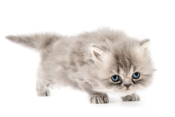Persian kitten on white — Stock Photo, Image