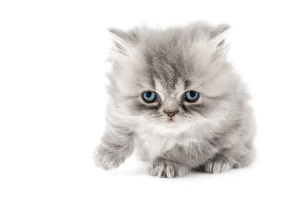 Persian kitten on white — Stock Photo, Image