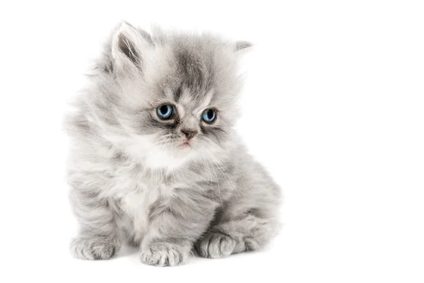 Persian kitten on white — Stock Photo, Image