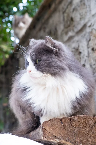 Kucing lucu duduk di kayu — Stok Foto