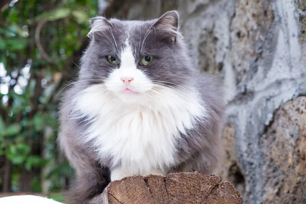 Leuke kat zit op logboek — Stockfoto