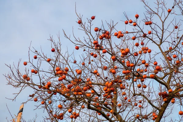 Branches of a persimmon tree — Stock Photo, Image