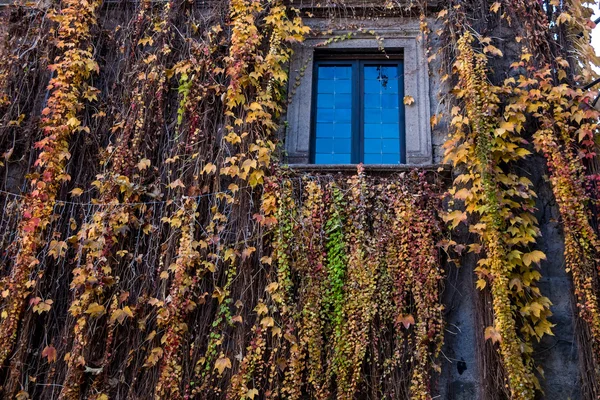 Edificio con plantas en crecimiento —  Fotos de Stock