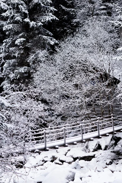 Paisaje bosque de invierno — Foto de Stock