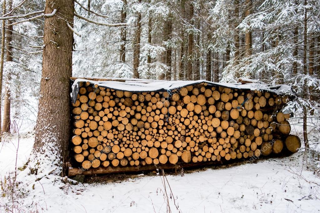 stacked pine logs