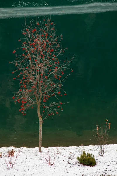 Árbol desnudo con ramas y bayas rojas —  Fotos de Stock