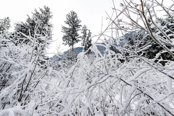 冬天树枝，在雪中 — 图库照片