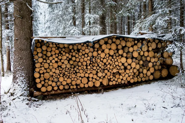 Tumpukan kayu pinus — Stok Foto