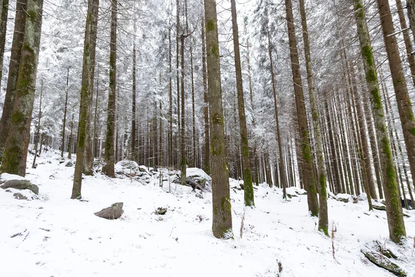 Tall pine trees