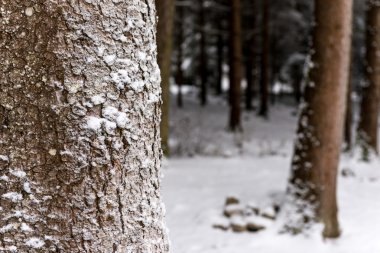 Karla Kaplanmış Ağaçlar 