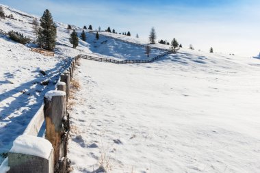 kar ile dondurulmuş çalılar
