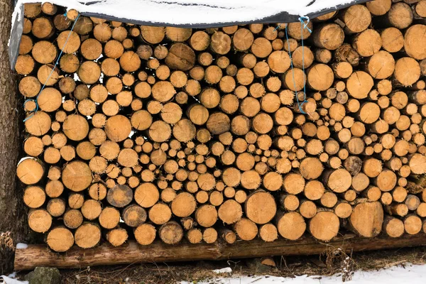 Tronchi di pino impilati — Foto Stock