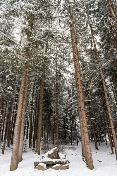 白雪覆盖的松树 — 图库照片