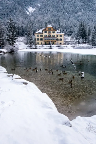 Patos en el lago en el soleado día de invierno — Foto de Stock