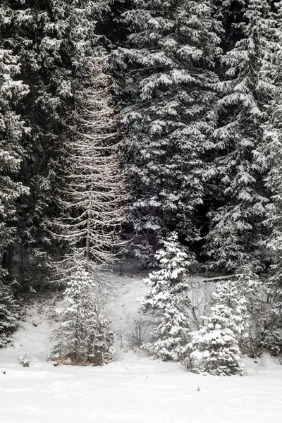 白雪覆盖的松树 — 图库照片