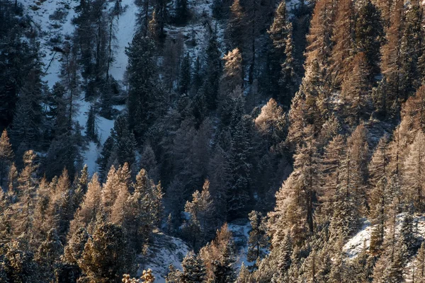 山中冬林 — ストック写真