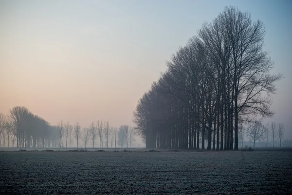 Campo nella nebbia del mattino . — Foto Stock