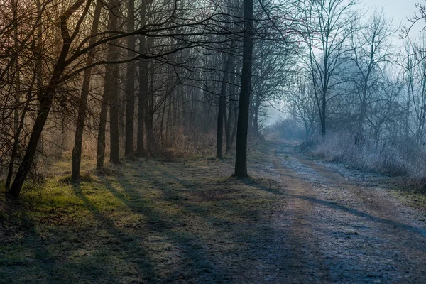 Fältet i morgondimman. — Stockfoto