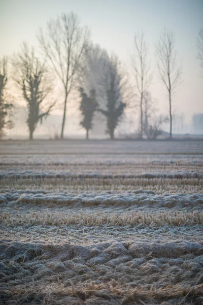 field  in the morning mist.