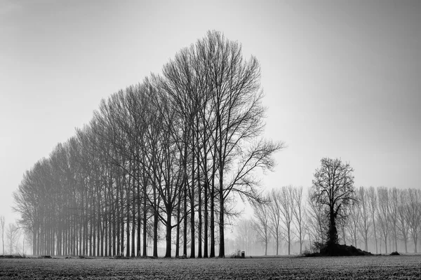 Campo nella nebbia del mattino . — Foto Stock