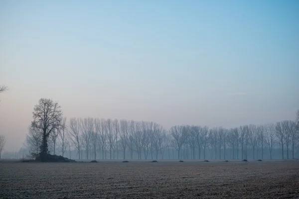 Campo nella nebbia del mattino . — Foto Stock