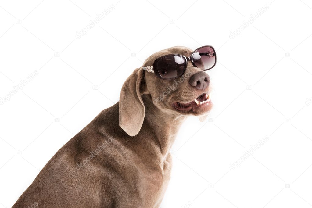 Weimaraner breed dog with sunglasses 