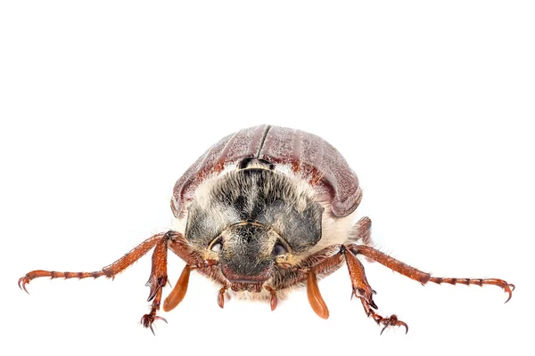 Brown beetle on a white — Stock Photo, Image