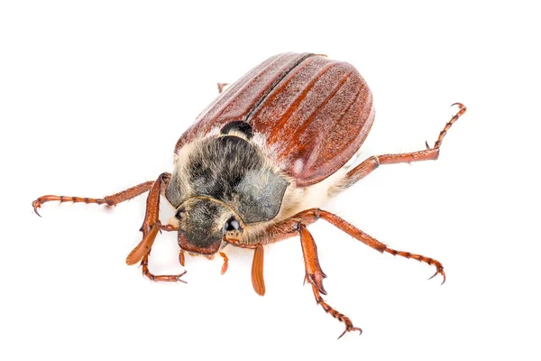Brown beetle on a white — Stock Photo, Image