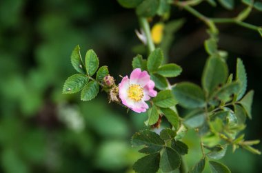 Güzel yabani çiçek