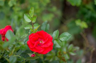 Güzel yabani çiçek