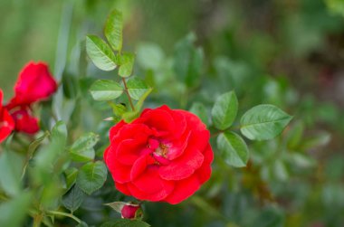 Güzel yabani çiçek