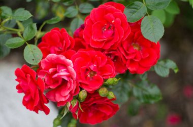 Güzel yabani çiçek