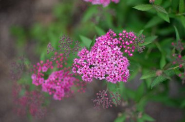 Güzel vahşi flauer