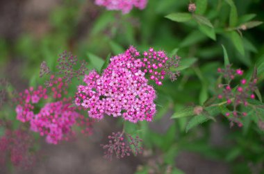Güzel vahşi flauer