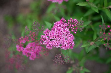 Güzel vahşi flauer